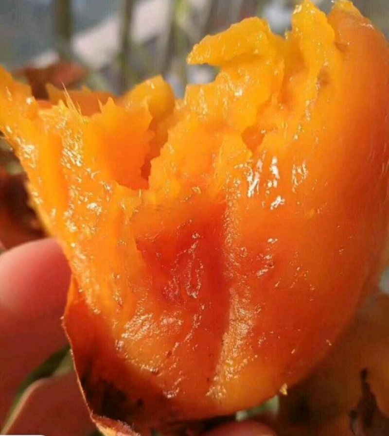 西瓜红地瓜大量上市中兄滑无虫眼