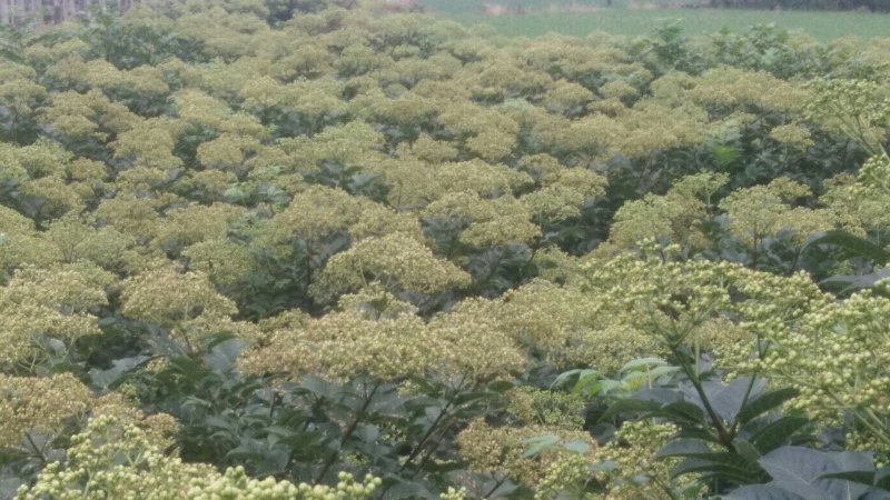 精选，优育，无病毒，正宗高产中花吴茱萸8号苗，无杂苗