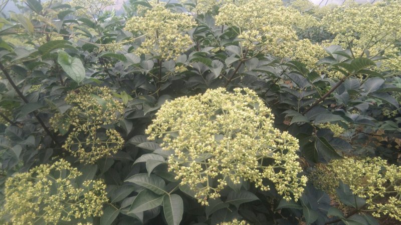 精选，优育，无病毒，正宗高产中花吴茱萸8号苗，无杂苗