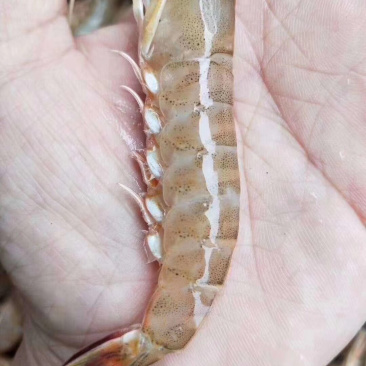 财虾