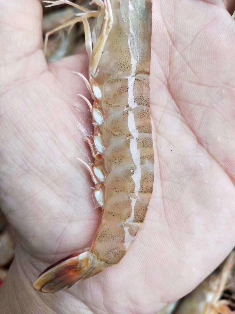 财虾