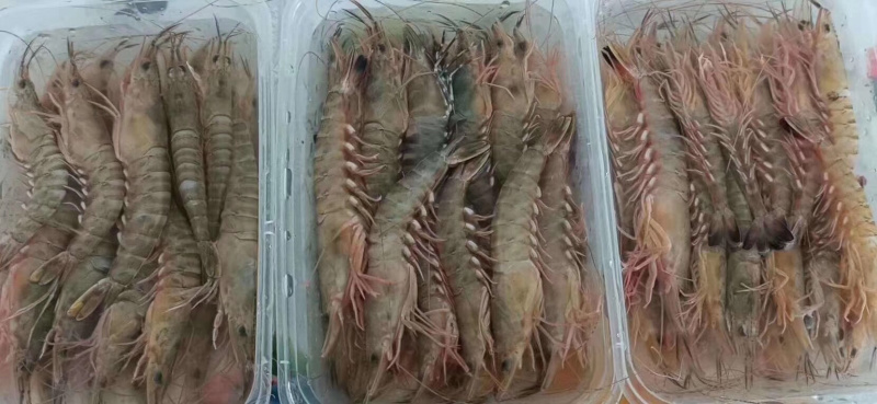 财虾