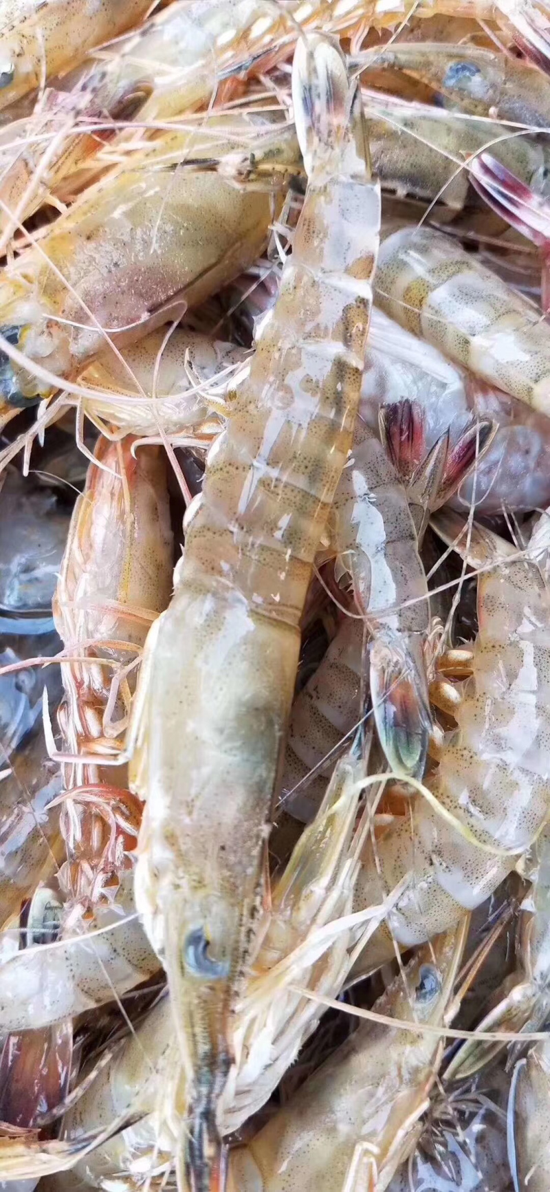 财虾