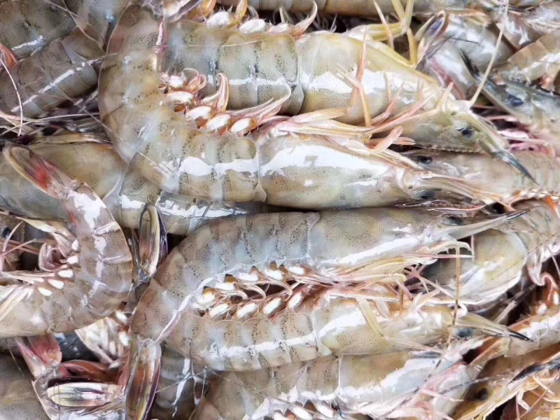 财虾