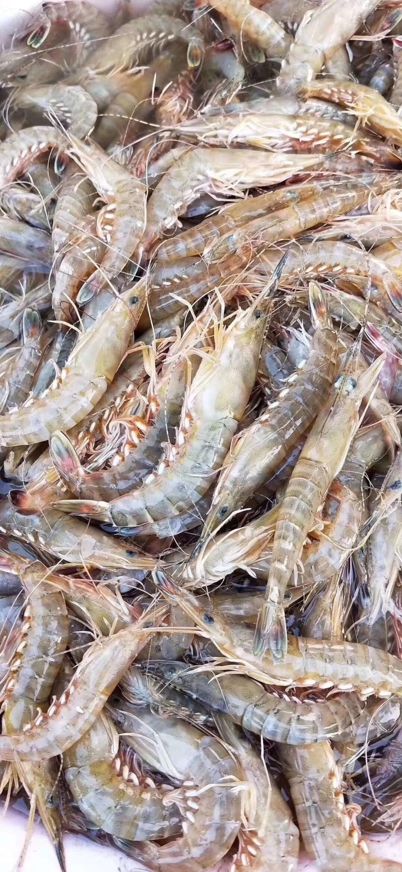 财虾