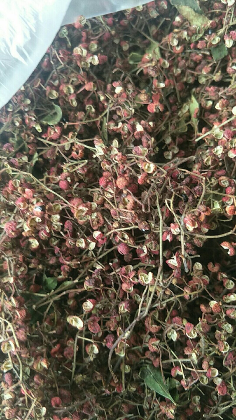 山东花椒