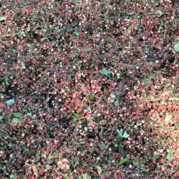山东花椒
