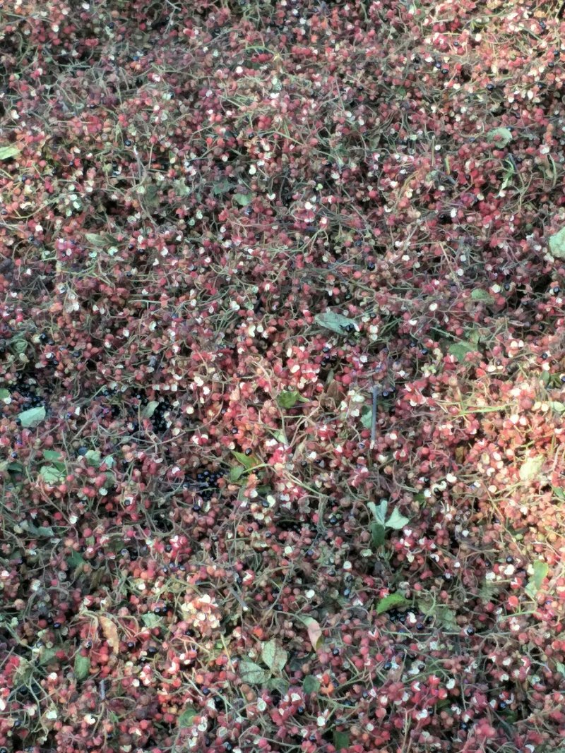 山东花椒