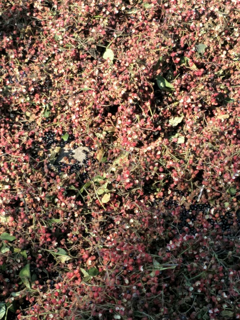 山东花椒