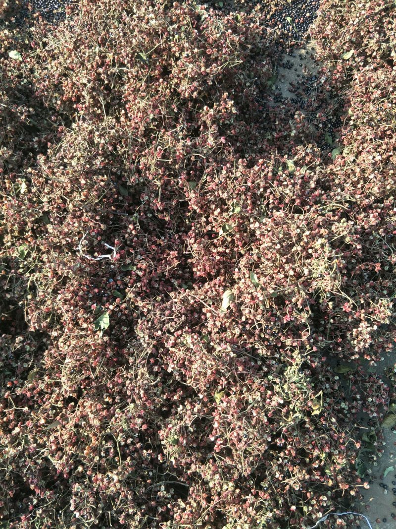 山东花椒
