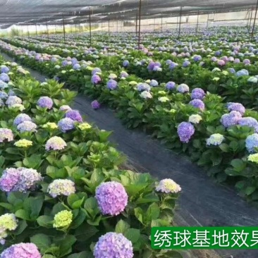 基地直销绣球苗八仙花种苗绣球大苗现挖现发