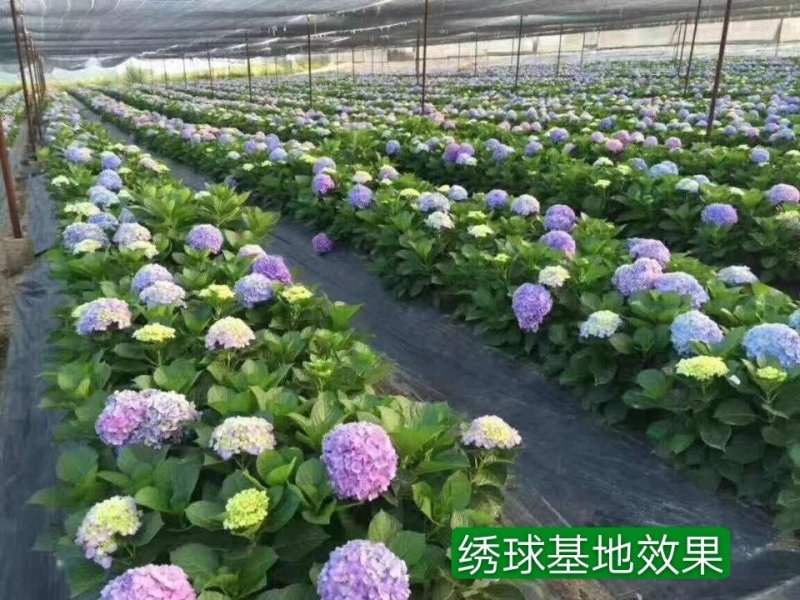 基地直销绣球苗八仙花种苗绣球大苗现挖现发