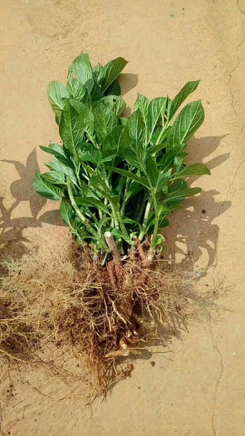 基地直销绣球苗八仙花种苗绣球大苗现挖现发