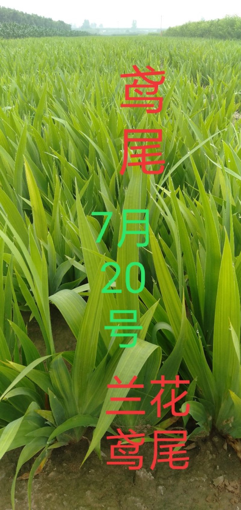 鸢尾