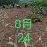 鸢尾