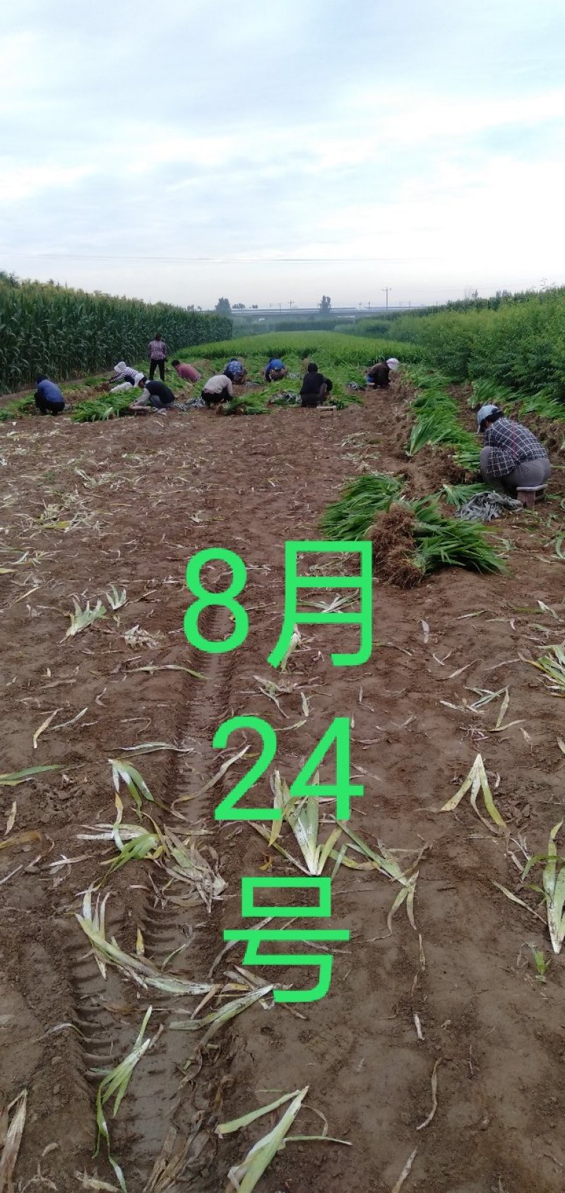 鸢尾