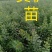 鸢尾