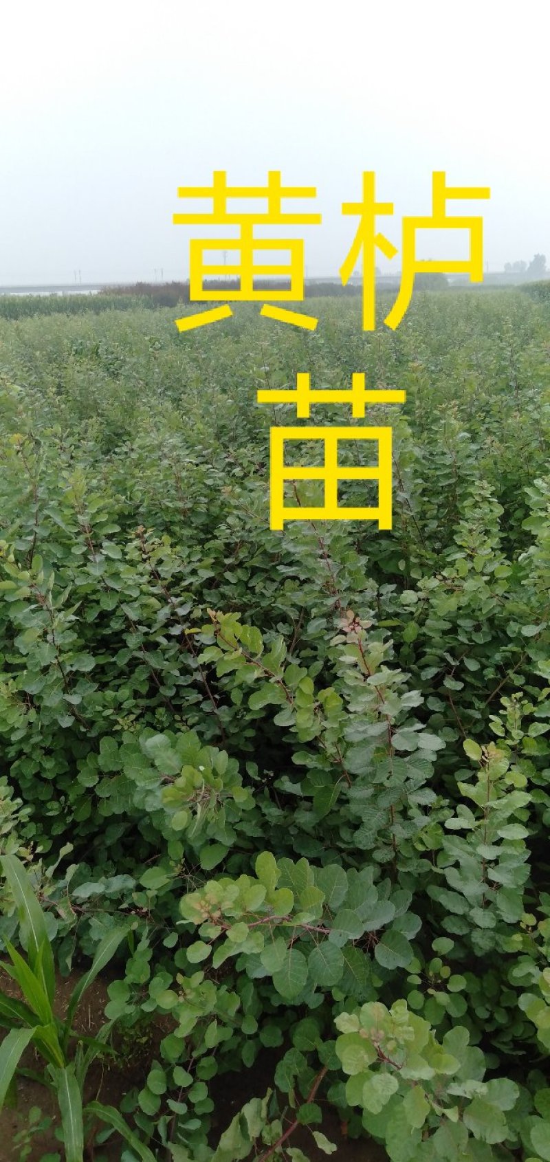 鸢尾
