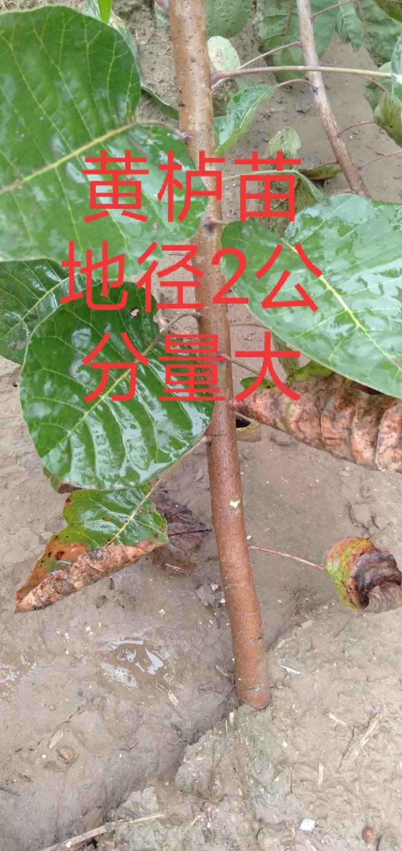 鸢尾