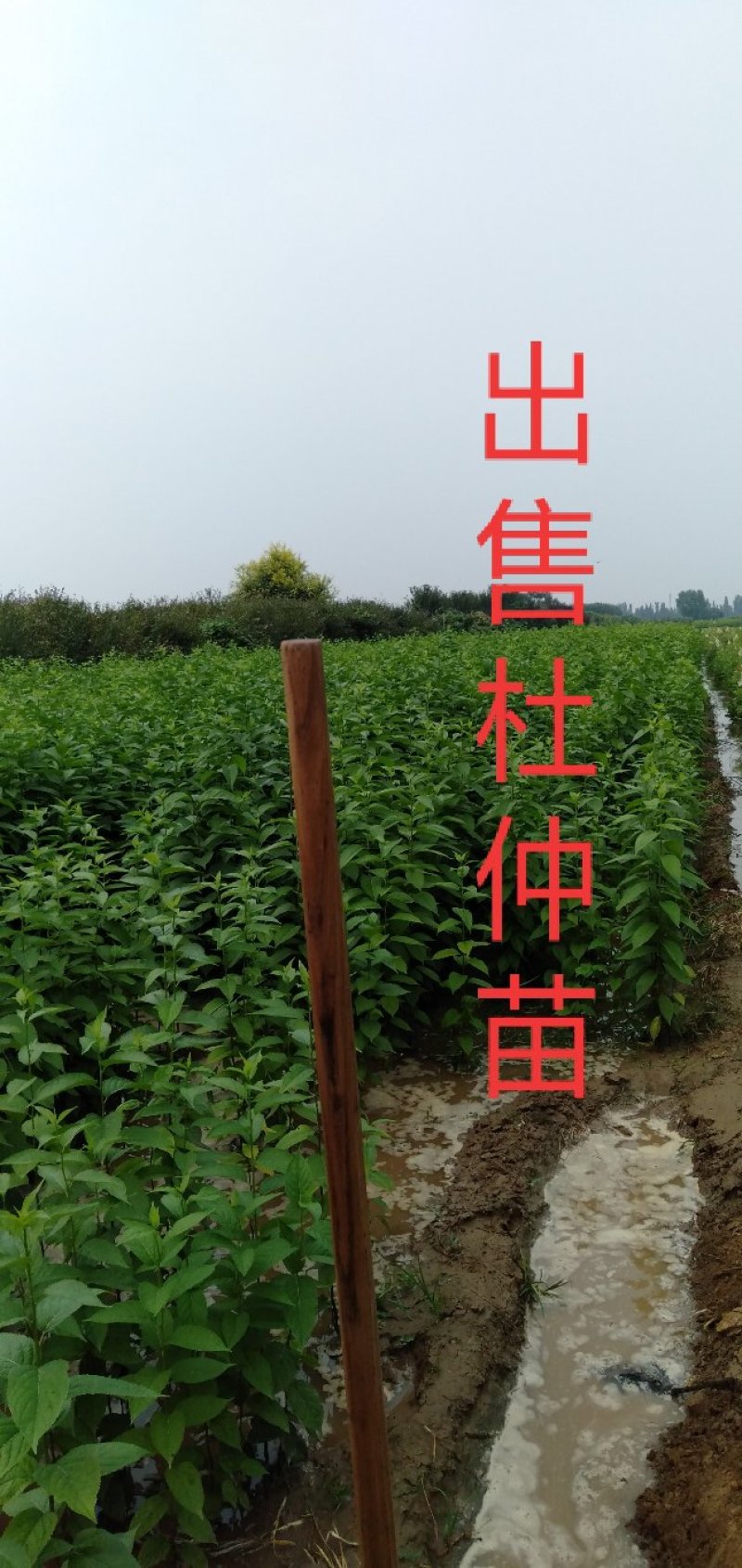 鸢尾