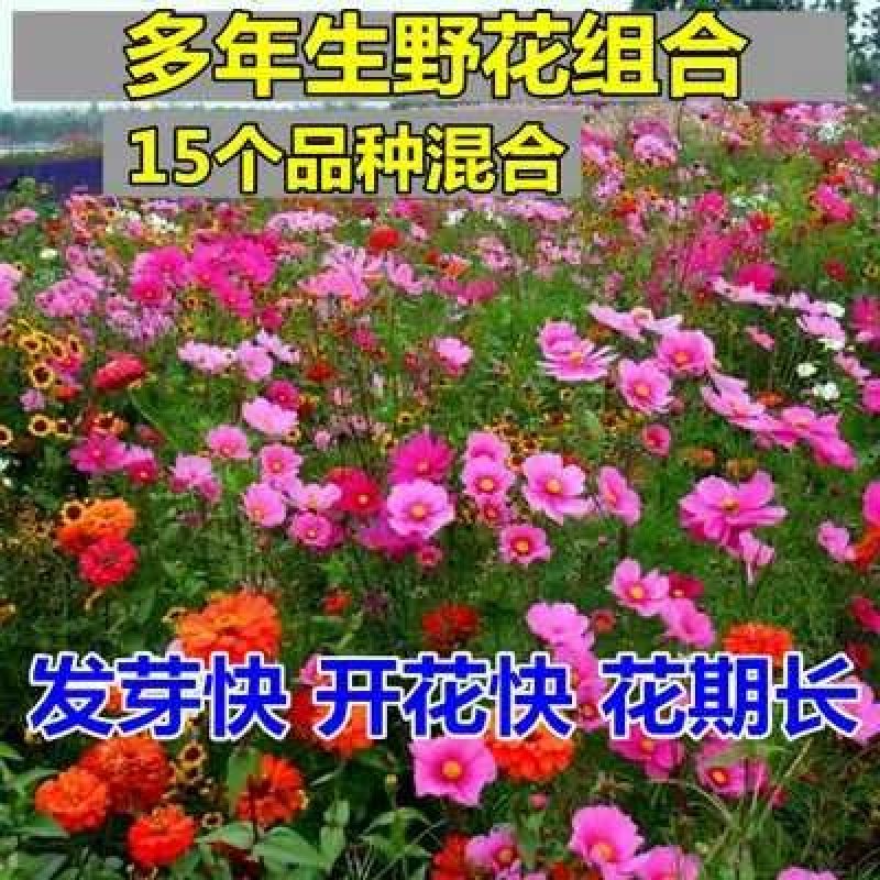 四季播种野花组合种子多年生花种子四季开花籽花卉种子花海绿