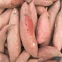 河北龙薯九号商品薯批发香甜红薯产地直供支持各种包装