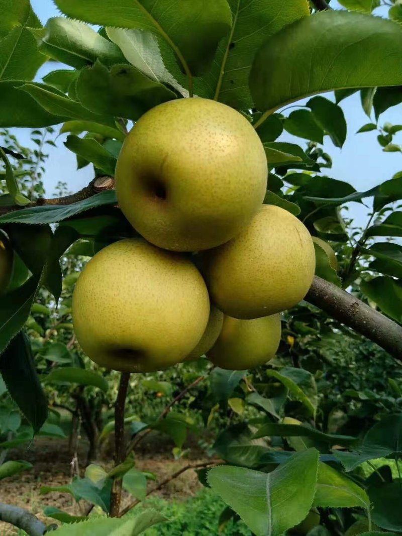 黄金梨