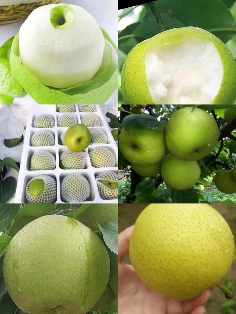 黄金梨