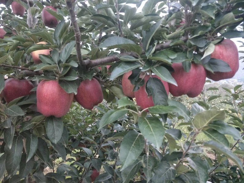甘肃天水花牛苹果产地直供。。。。。。。。。。