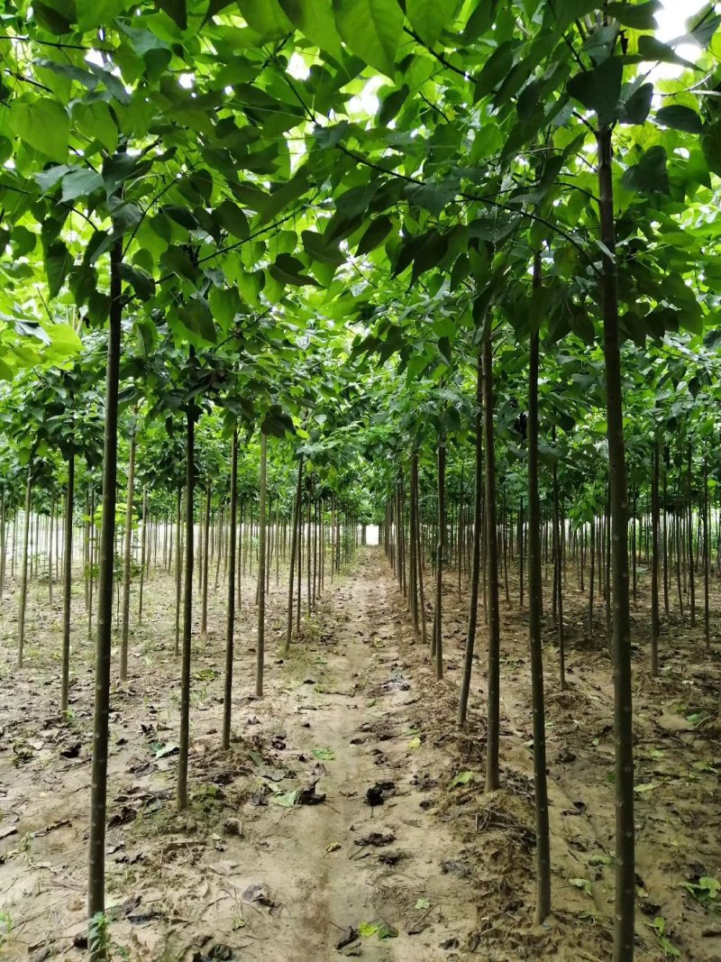 楸树梓树大量出售