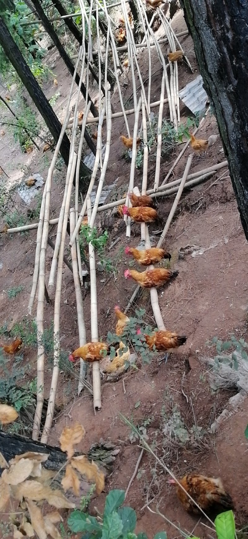 林下散养鸡