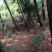 林下散养鸡