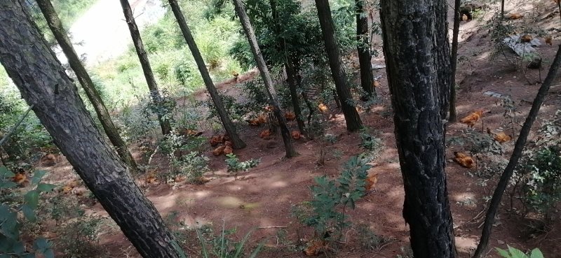 林下散养鸡
