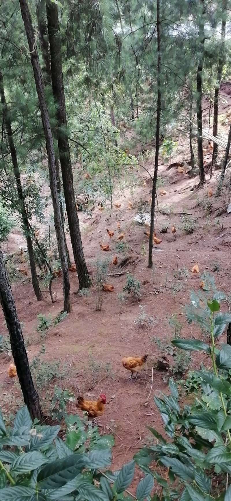 林下散养鸡