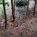 林下散养鸡
