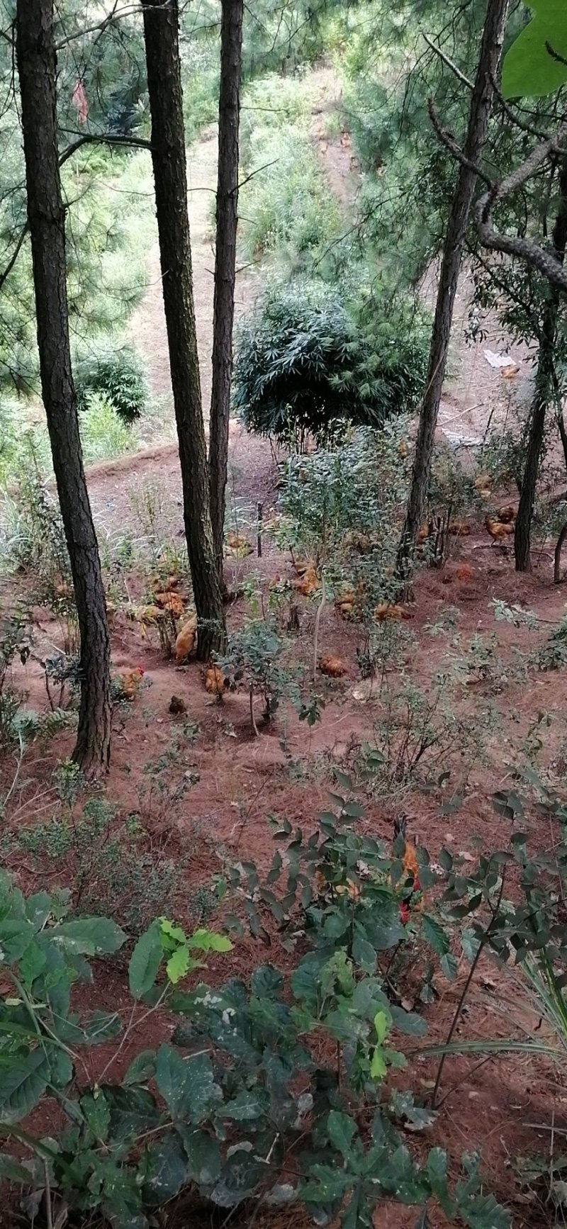 林下散养鸡
