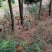 林下散养鸡