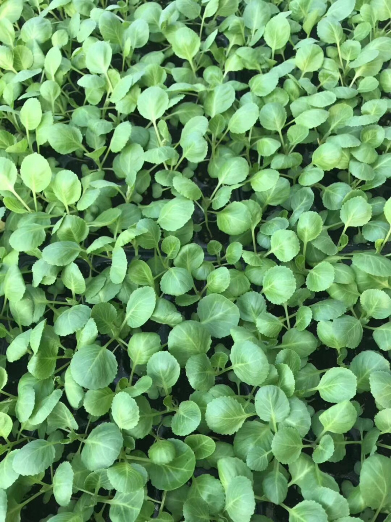 西兰花苗，耐寒优秀西兰花种苗，代育批发西兰花苗子