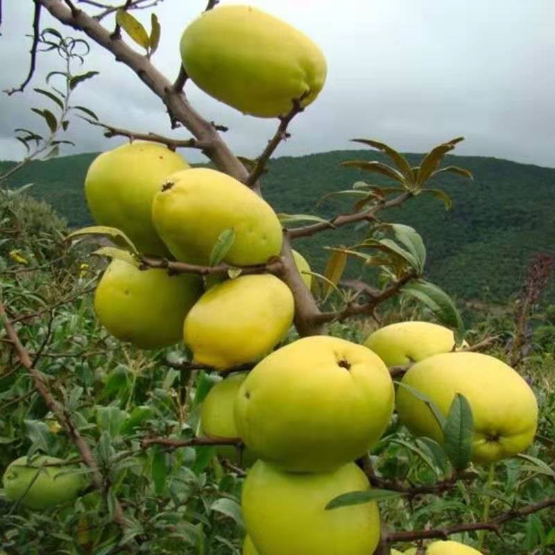 酸木瓜