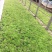 精品欧石竹，彩虹石竹，杂交石竹绿化花苗草坪易养护