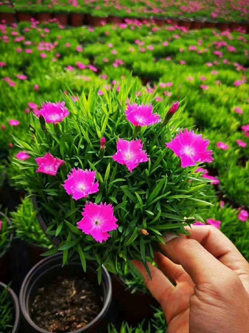 精品欧石竹，彩虹石竹，杂交石竹绿化花苗草坪易养护