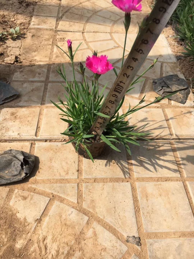 精品欧石竹，彩虹石竹，杂交石竹绿化花苗草坪易养护