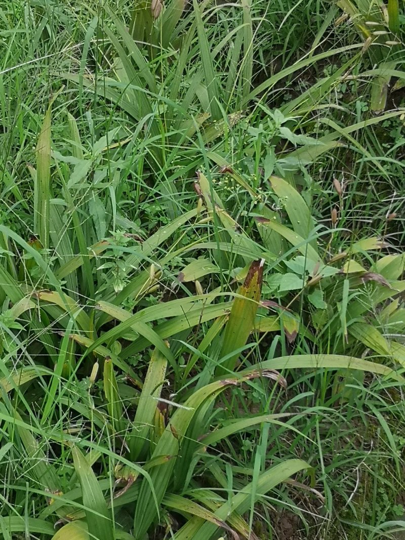 中药材资中县恒基种植专业合作社