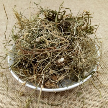 谷精草中草药安徽野生谷精草珍珠草耳朵刷子挖耳朵草