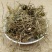 谷精草中草药安徽野生谷精草珍珠草耳朵刷子挖耳朵草