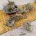谷精草中草药安徽野生谷精草珍珠草耳朵刷子挖耳朵草