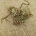 谷精草中草药安徽野生谷精草珍珠草耳朵刷子挖耳朵草