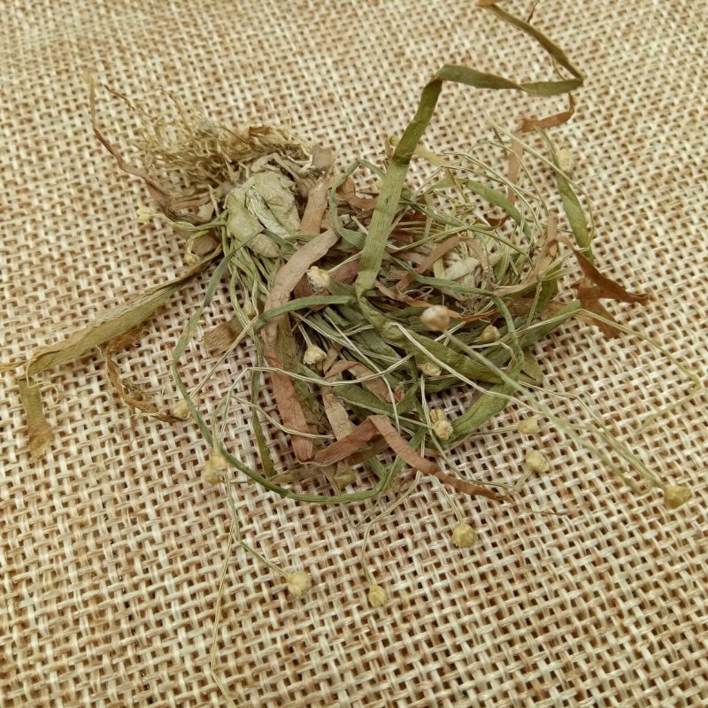 谷精草中草药安徽野生谷精草珍珠草耳朵刷子挖耳朵草