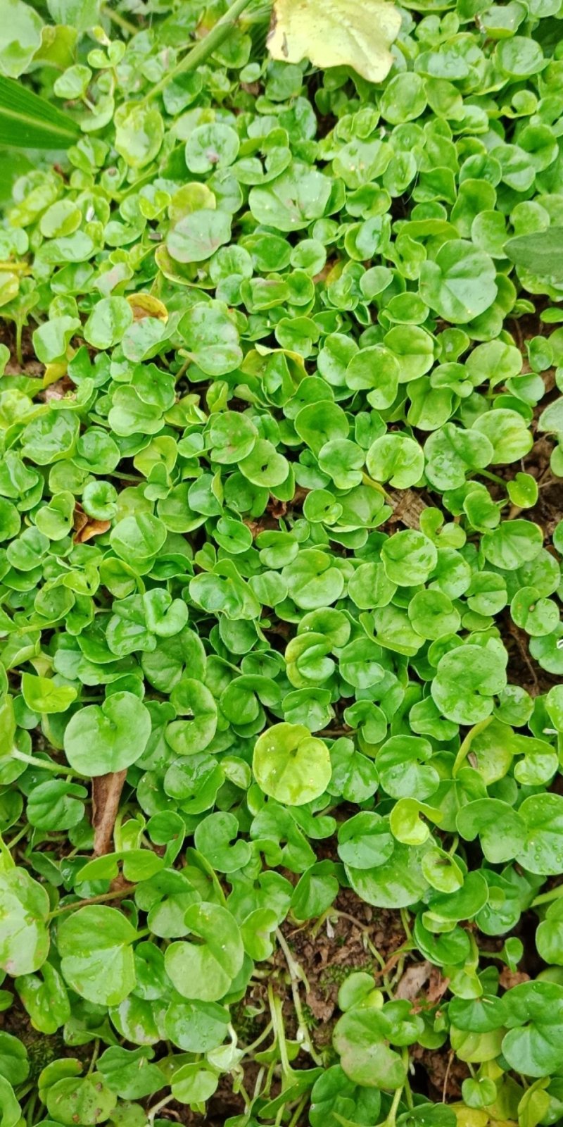 药材马蹄筋，金钱草