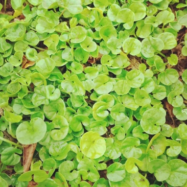 药材马蹄筋，金钱草